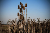 Thorns 3