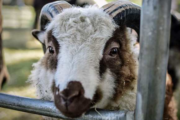 Ram It Down
