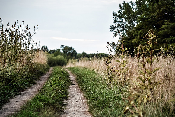 Follow Your Path