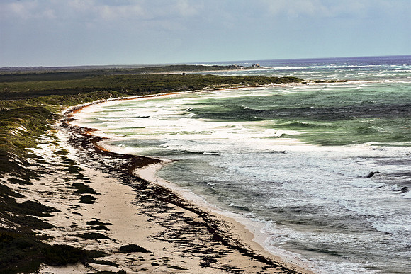 Washed Ashore