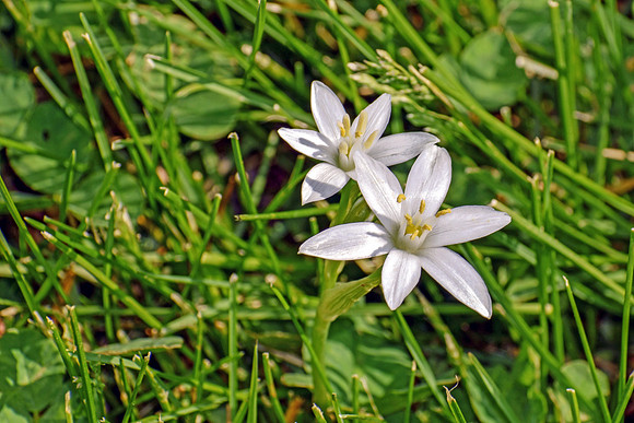 Ground Flower