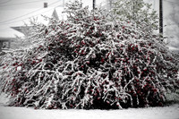 Winter's Spell 10