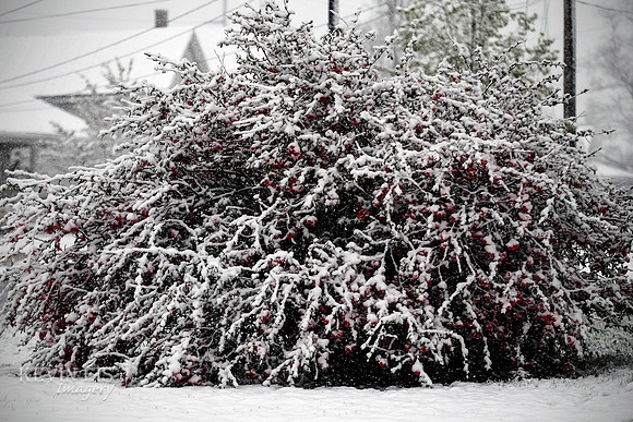 Winter's Spell 10